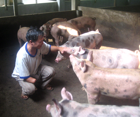 Cựu chiến binh Lê Ngọc Châu đang chăm sóc đàn lợn.
